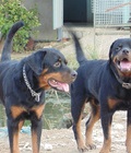 Hình ảnh: Bán rottweiler giống