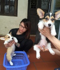 Hình ảnh: Pembroke Welsh Corgi - TL1604-CORG01