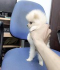 Hình ảnh: Bán chó pomeranian 