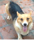 Hình ảnh: Bán chó corgi tricolo cái