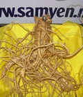 Hình ảnh: Nhân sâm Hàn Quốc