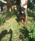 Hình ảnh: Rottweiler