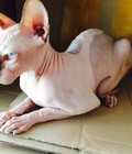 Hình ảnh: Mèo sphynx nhân sư mèo không lông
