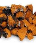 Hình ảnh: Nấm Chaga 100% từ Nga