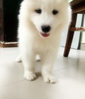Hình ảnh: Samoyed 3 tháng tuổi