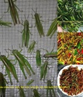 Hình ảnh: Bán buôn châu chấu nuôi chim, Châu chấu sống, châu chấu non, châu chấu món đặc sản