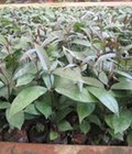 Hình ảnh: Chuyên cung cấp giống cây ba kích tím và sản phẩm củ ba kích tím chất lượng cao