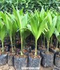 Hình ảnh: Chuyên cung cấp giống cây Cau Lùn, Cau Tứ Quý chất lượng cao