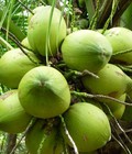 Hình ảnh: Chuyên cung câp Giống cây Dừa Xiêm Lùn