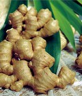 Hình ảnh: Chuyên cung cấp giống Gừng Trâu, Gừng Sẻ, Gừng Ta, Gừng Gíe