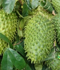 Hình ảnh: Chuyên cung cấp Giống cây Mãng Cầu Xiêm
