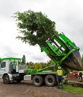 Hình ảnh: Bán xe bứng cây trồng cây CANADA