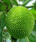 Hình ảnh: Chuyên cung cấp Giống cây Sake Sa kê uy tín