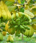 Hình ảnh: Chuyên cung cấp cây giống Phật Thủ uy tín