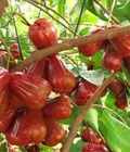 Hình ảnh: Chuyên cung cấp Giống cây Roi Thái đỏ