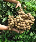 Hình ảnh: Chuyên cung cấp cây giống Nhãn muộn Miền Thiết Hưng Yên, nhãn muộn Hà Tây, Nhãn Hương Chi, Nhãn T2, Nhãn T6