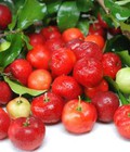 Hình ảnh: Chuyên cung cấp giống cây Sơri Sơ ri
