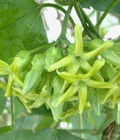 Hình ảnh: Chuyên cung cấp giống cây Hoa Thiên Lý
