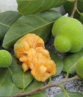 Hình ảnh: Chuyên cung cấp giống cây Chay