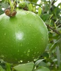 Hình ảnh: Chuyên cung cấp giống cây Đào Tiên