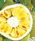 Hình ảnh: Chuyên cung cấp giống mít tố nữ, mít ruột đỏ, mít không hạt, mít nghệ tứ quý, mít thái siêu sớm, mít viên linh
