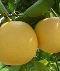 Hình ảnh: Chuyên bán giống bưởi da xanh, bưởi đỏ tân lạc, bưởi luận văn, bưởi đường quế dương, bưởi diễn, bưởi hoàng, bưởi năm roi