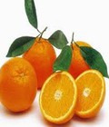Hình ảnh: Chuyên cung cấp giống Cam canh, cam cara ruột đỏ, cam sành, cam v2, cam vinh, cam xoàn