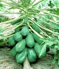 Hình ảnh: Chuyên cung cấp giống đu đủ đài loan, đu đủ lùn cao sản thái, đu đủ vàng lùn