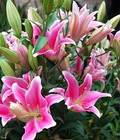 Hình ảnh: Chuyên cung cấp giống củ hoa lily, lay ơn, tuy lip