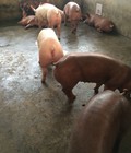 Hình ảnh: Lợn siêu lạc
