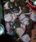 Hình ảnh: Bán buôn bán lẻ cá đuối tại hà nội