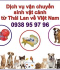 Hình ảnh: Dịch vụ mua hộ cá cảnh, sinh vật cảnh, thú cưng từ Thái Lan