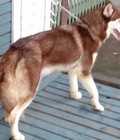 Hình ảnh: bán chó husky cái 5 tháng mầu nâu đỏ trích ngừa đủ