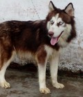 Hình ảnh: bán chó husky đực 6  tháng mầu nâu đỏ trích ngừa đủ