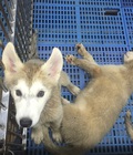 Hình ảnh: Siberian Husky TL1607-HUSK01