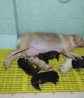 Hình ảnh: Tùng Lộc Pet – Nhận đặt và bán đàn chó Labrador 6 bé