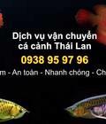 Hình ảnh: Dịch vụ mua hộ cá cảnh từ Thái Lan về Việt Nam