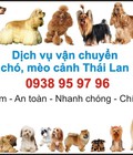 Hình ảnh: Dịch vụ mua hộ chó mèo từ Thái Lan về Việt Nam