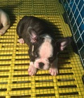 Hình ảnh: Tùng Lộc Pet – Chào bán đàn chó French Bulldog có giấy VKA t