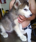 Hình ảnh: 2 bé husky 2 tháng tuổi