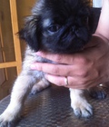 Hình ảnh: bé pug 2 tháng tuổi