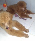 Hình ảnh: tìm nhà mới bé poodle standard