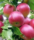 Hình ảnh: Cây giống táo ,giống cây táo tây ,táo tàu táo tầu , táo đỏ, táo xanh chuẩn giống nhập khẩu