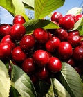 Hình ảnh: Giống cây cherry giống cây che ry , cây cherry brazil, cây cherry anh đào nhập khẩu