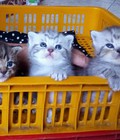 Hình ảnh: Bán mèo anh lông ngắn siver tabby và golden tabby