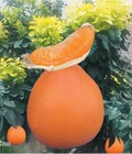 Hình ảnh: Giống cây Bưởi Đỏ Phúc Kiến Trung Quốc, Bưởi Vàng Phúc Kiến Trung Quốc nhập khẩu chất lượng