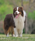 Hình ảnh: Border Collie(IQ số 1 thế giới)