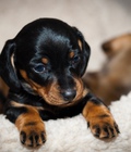 Hình ảnh: Tùng Lộc Pet - Chào bán đàn Lạp sườn (Dachshund) tháng 09/20