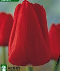 Hình ảnh: Chuyên cung cấp giống củ hoa lily, lay ơn, tuy líp, tiên ông các màu nhập khẩu chất lượng cao