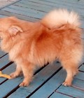 Hình ảnh: bán chó fox sóc đực 5 tháng mầu nâu đỏ , trích ngừa đủ 